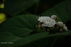 Clerodendrum philippinum